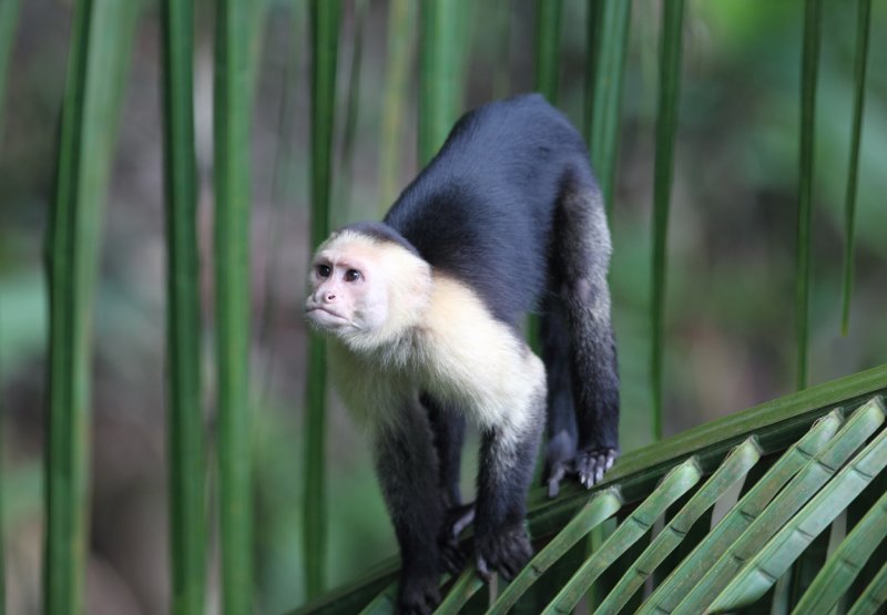 Capuchin near balcony copy.jpg