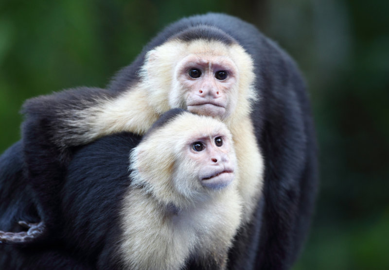 Capuchin pals copy.jpg