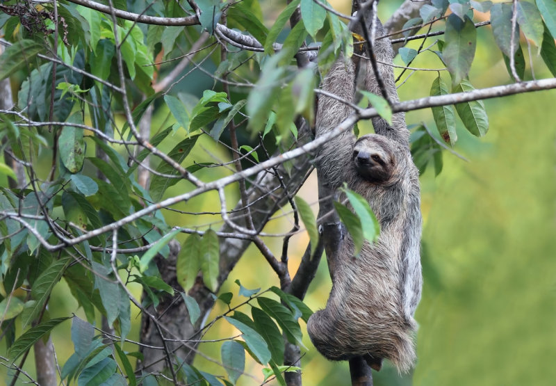 Three-toed Sloth near pool copy.jpg