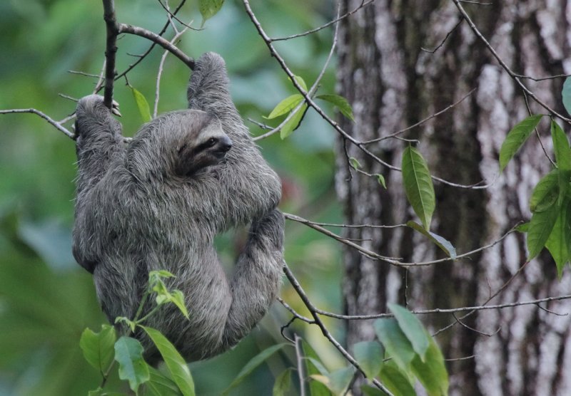 Three-toed Sloth near pool II copy.jpg