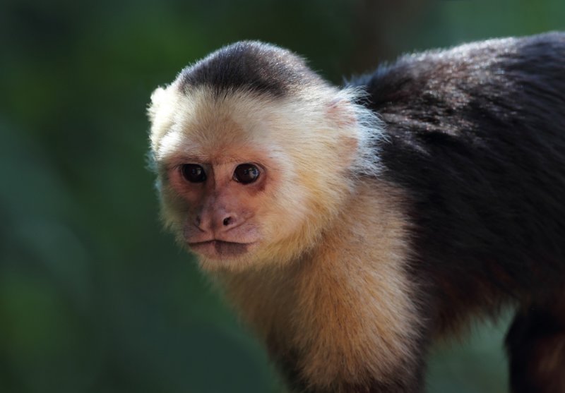 Young Capuchin copy.jpg