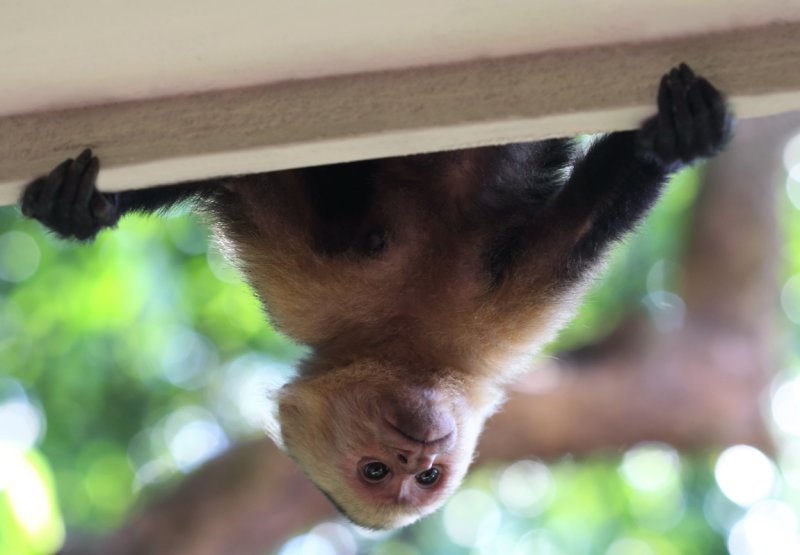 Upside down Capuchin hanging from balcony above copy.jpg