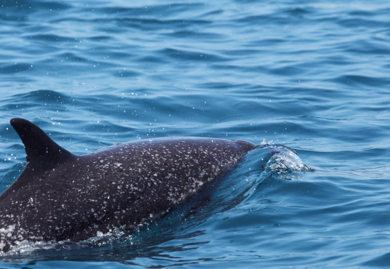 Spotted Dolphin near Corcovado NP copy.jpg