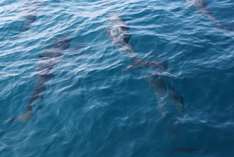 Dolphins swimming in front of boat copy.jpg