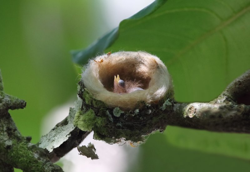 Baby Hummingbird - Corcovado NP copy 2.jpg