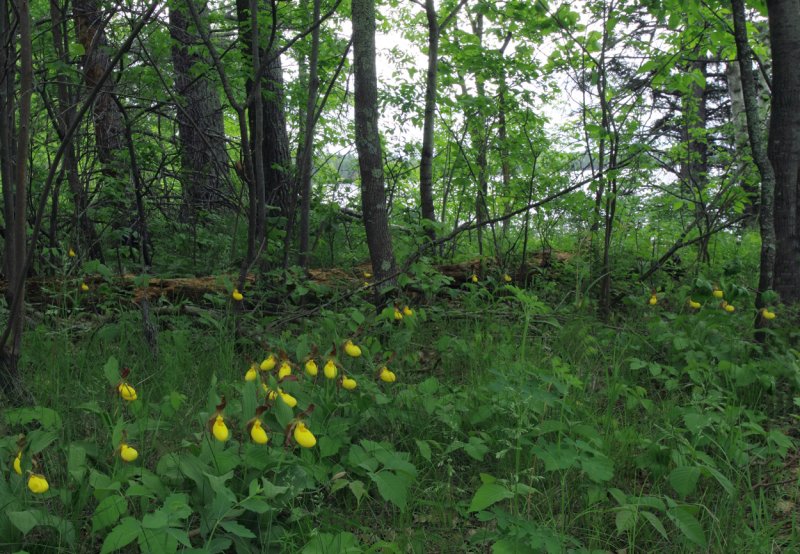 Yellow Ladys Slipper III copy.jpg