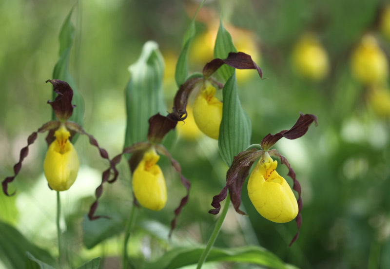 Yellow Ladys Slipper XVII copy.jpg