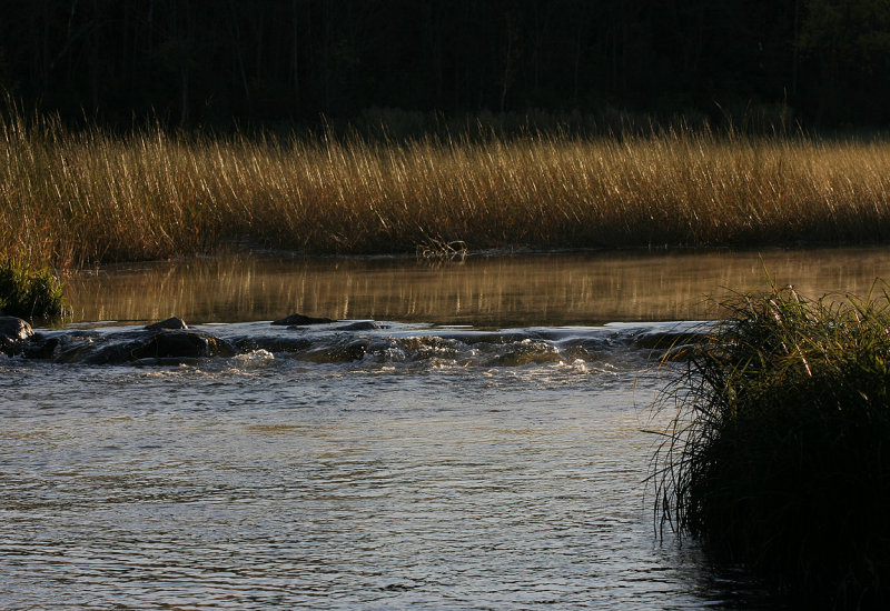 Goldn beginning of the Mississippi.jpg