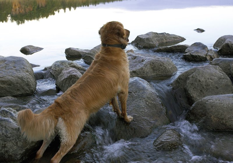 Beau crossing Headwaters.jpg