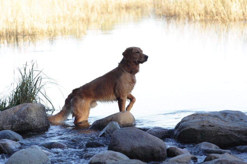 Tucker stricking a pose at the Headwaters copy.jpg