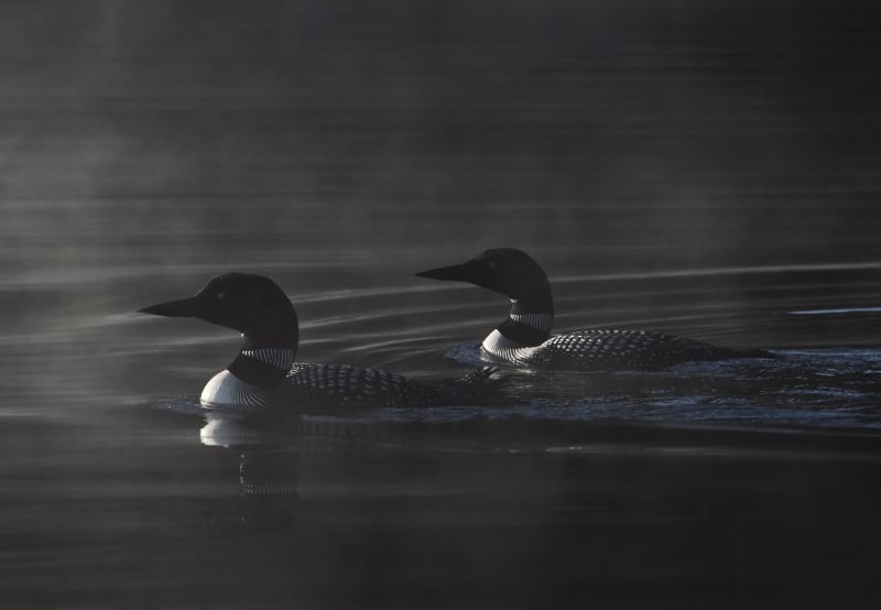 Loons at first light copy.jpg