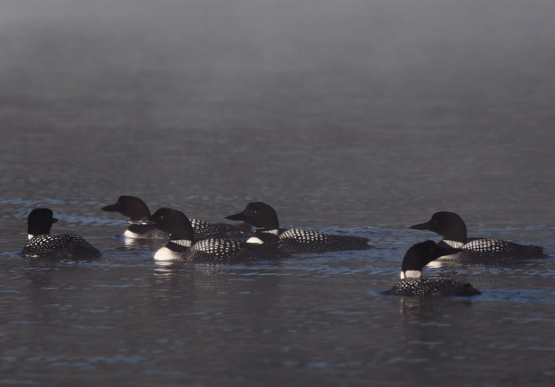 Half dozen Loons copy.jpg