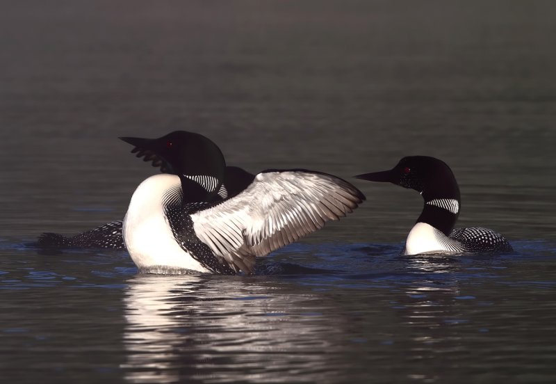 Loon activity copy.jpg