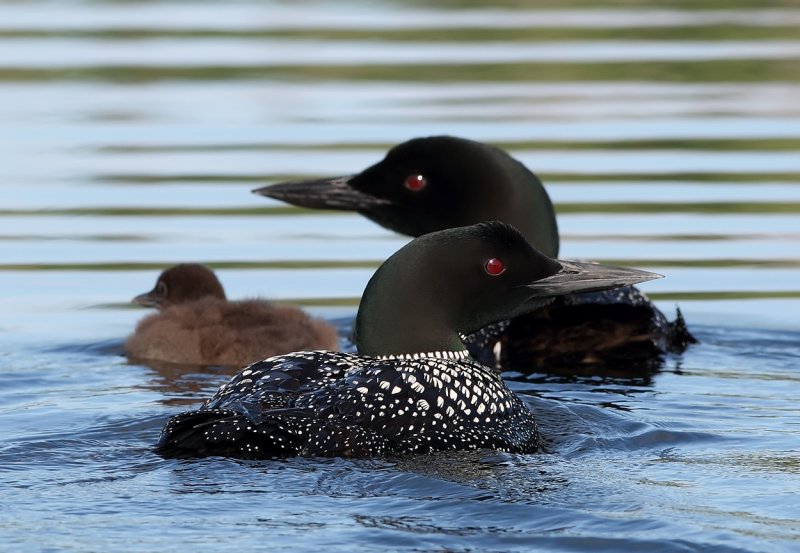 Loon family - Lake Ozawindib II copy.jpg