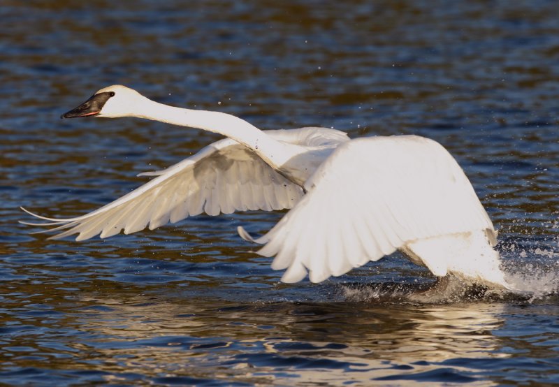 Swan taking flight from Lake Itasca.jpg