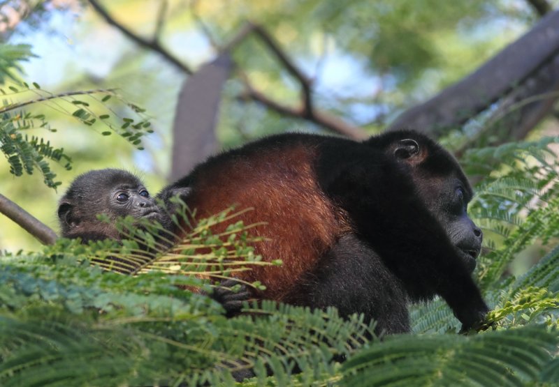 Mother howler and baby II copy.jpg