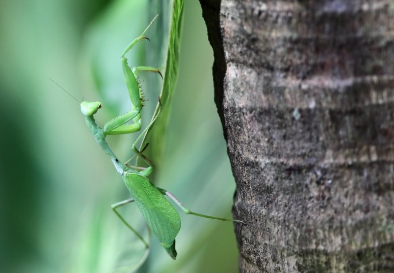 Praying Mantis near pool area copy.jpg