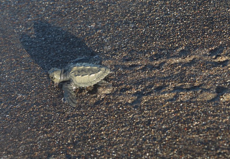 Baby tortuga tracks copy.jpg