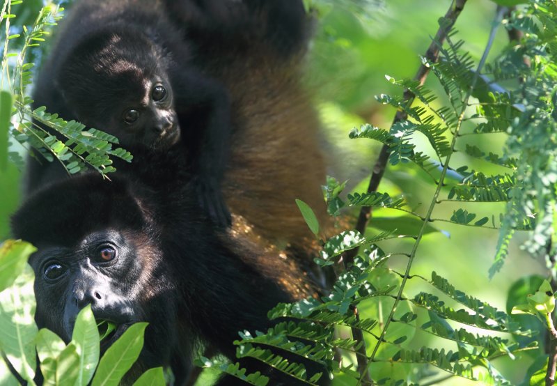 Mother howler and baby copy.jpg