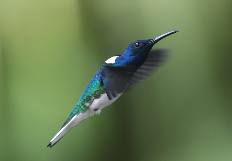 Hummingbird in flight V copy.jpg