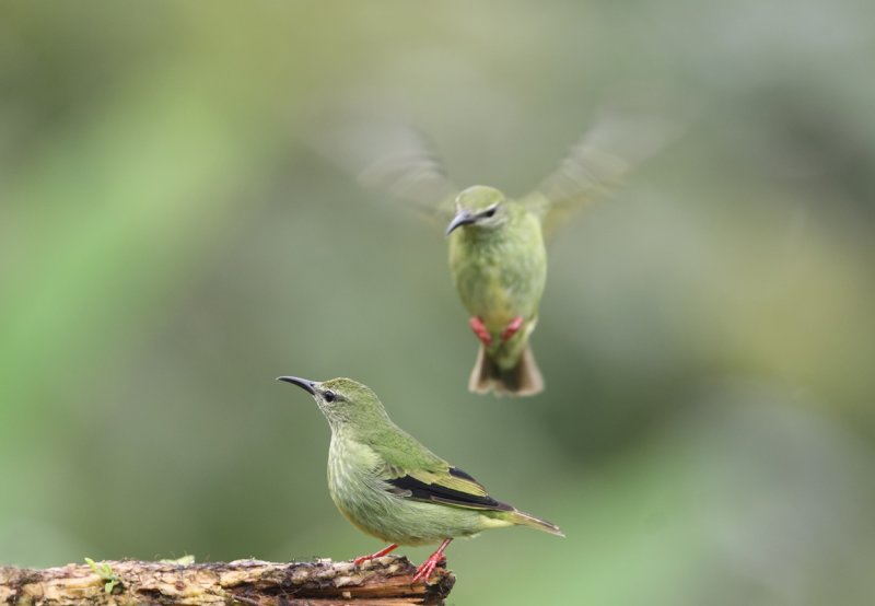 Female Red-legged Honeycreepers copy.jpg