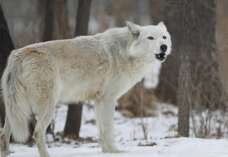 Alpha Female getting ready to howl copy.jpg