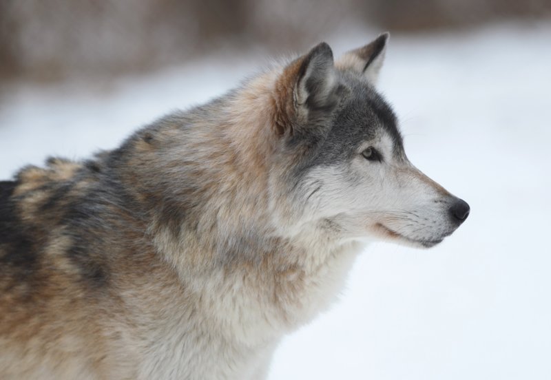 Canis Lupus - Timber Wolf copy.jpg