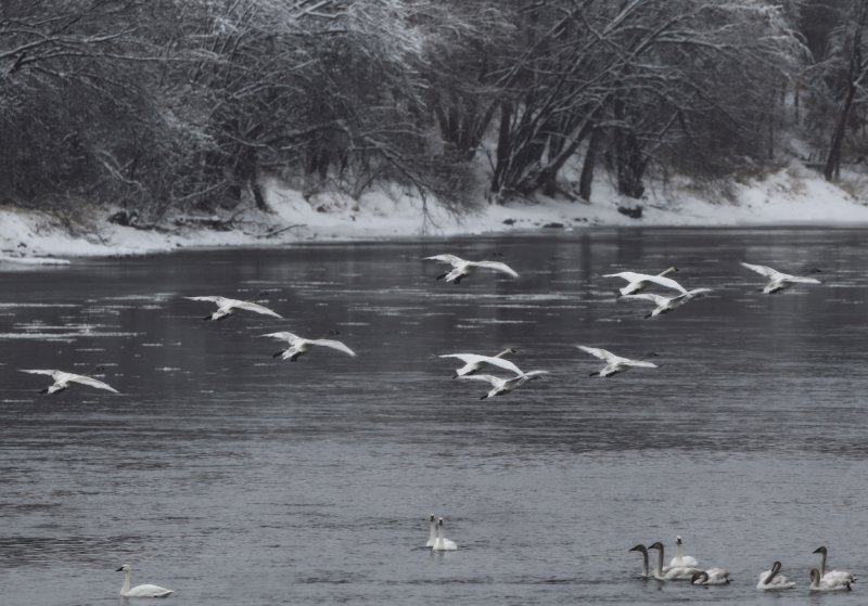 Winter river scene copy.jpg