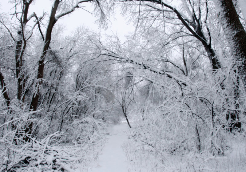 Winter wonderland copy.jpg