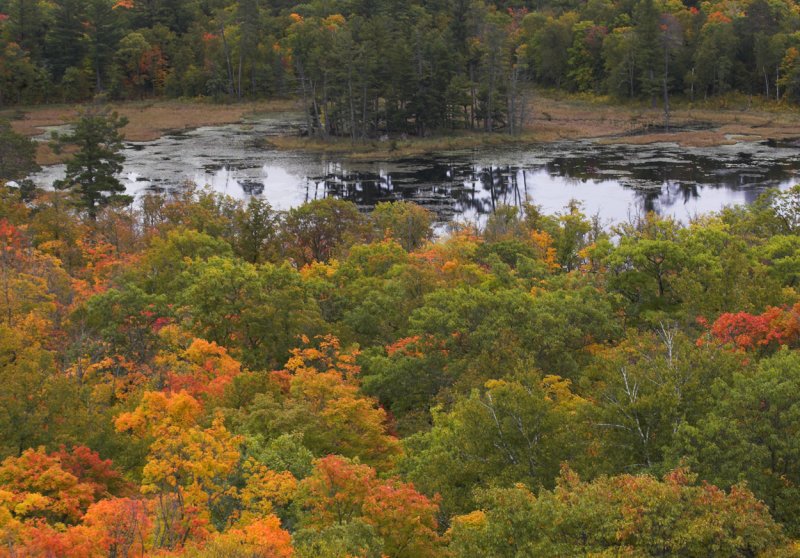 Fire Tower view in fall copy.jpg