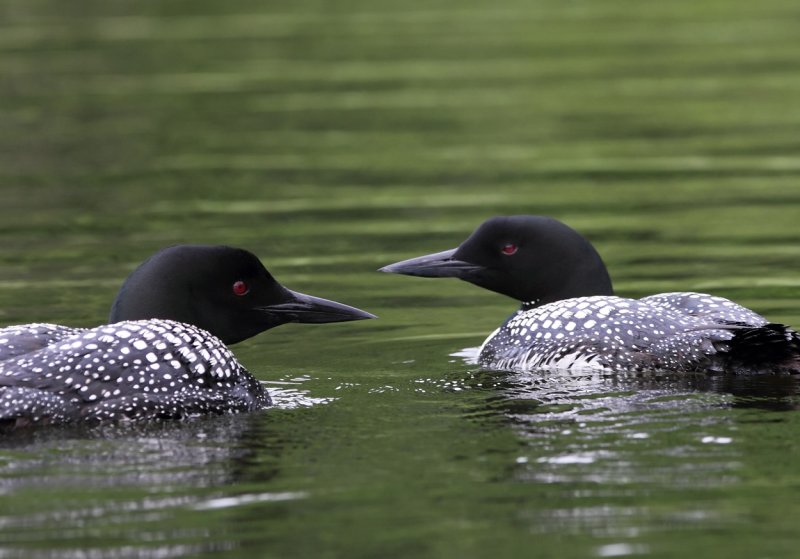 Loon pair Lake Itasca II copy.jpg