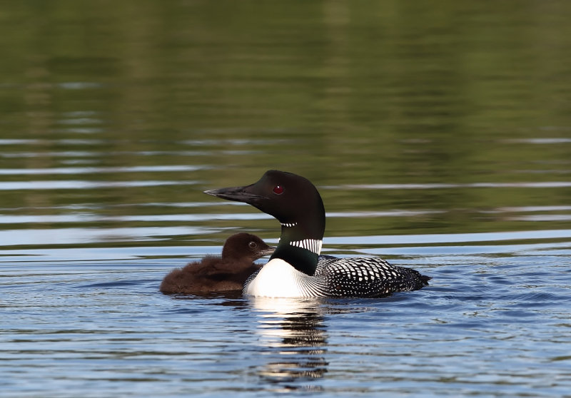 Loon and baby copy.jpg
