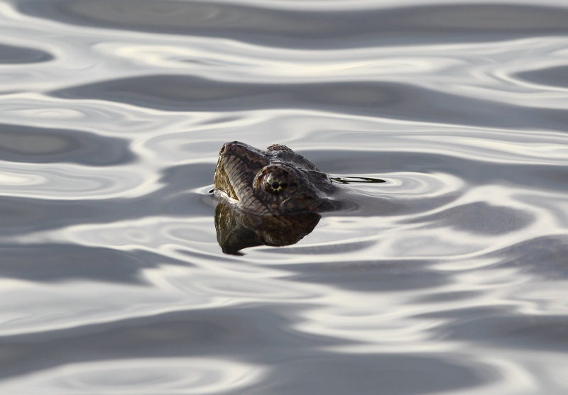 Snapper peeking copy.jpg