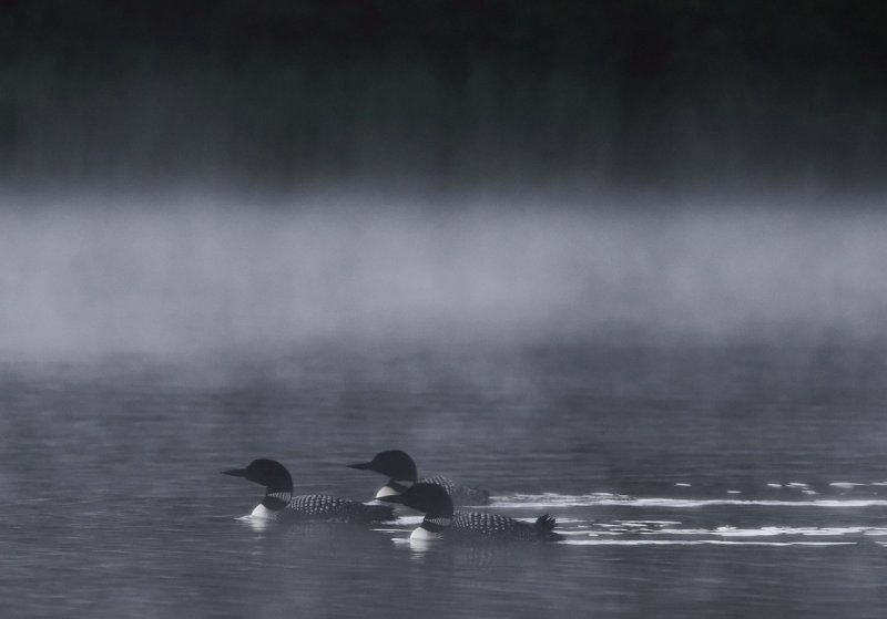 Loons in fog copy.jpg