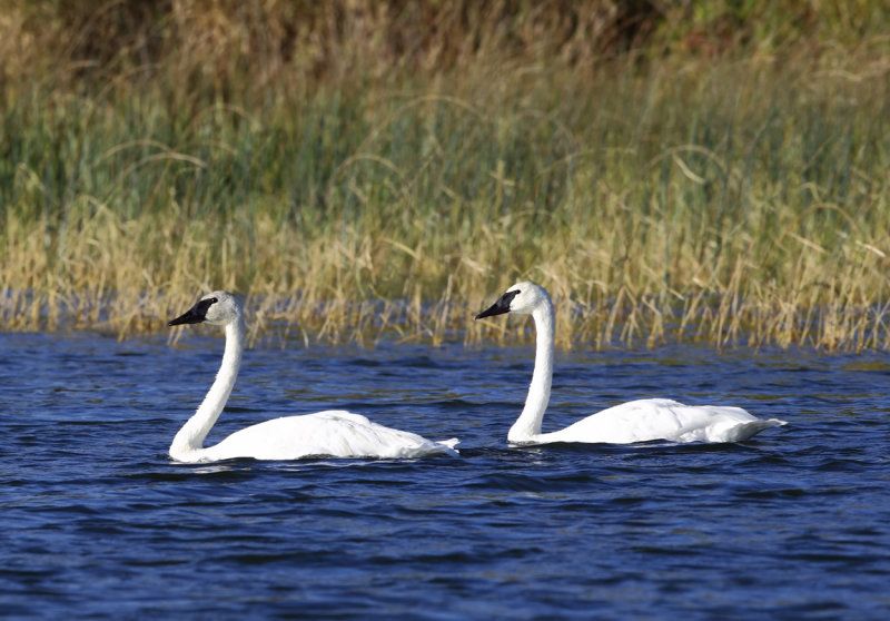 Swan pair copy.jpg