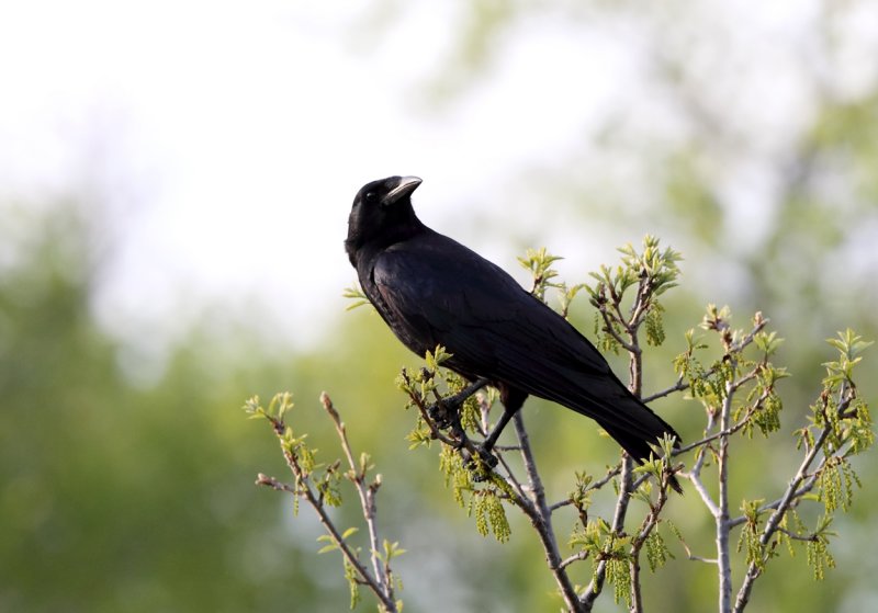 American Crow copy.jpg