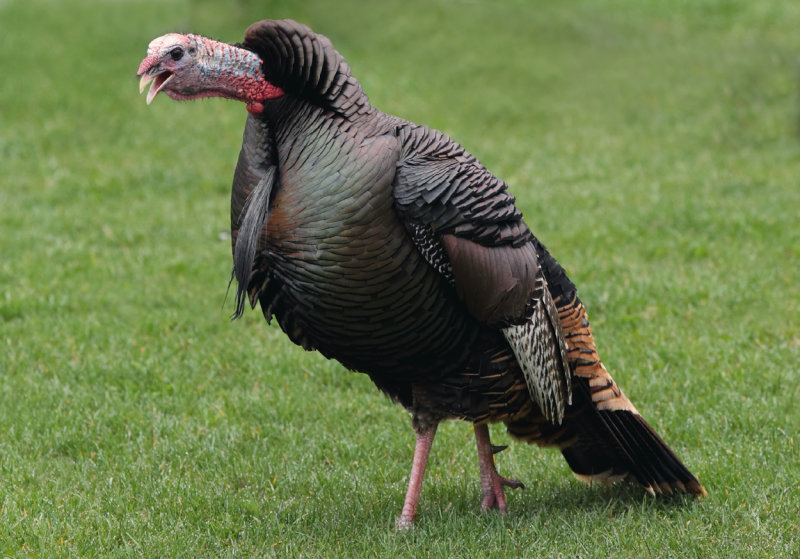 Solo gobble copy.jpg