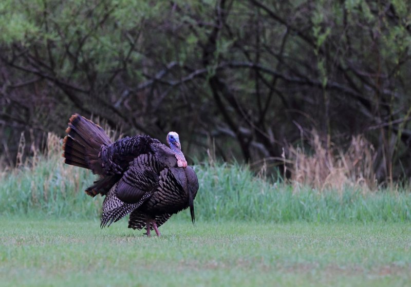 Moving towards hen copy.jpg