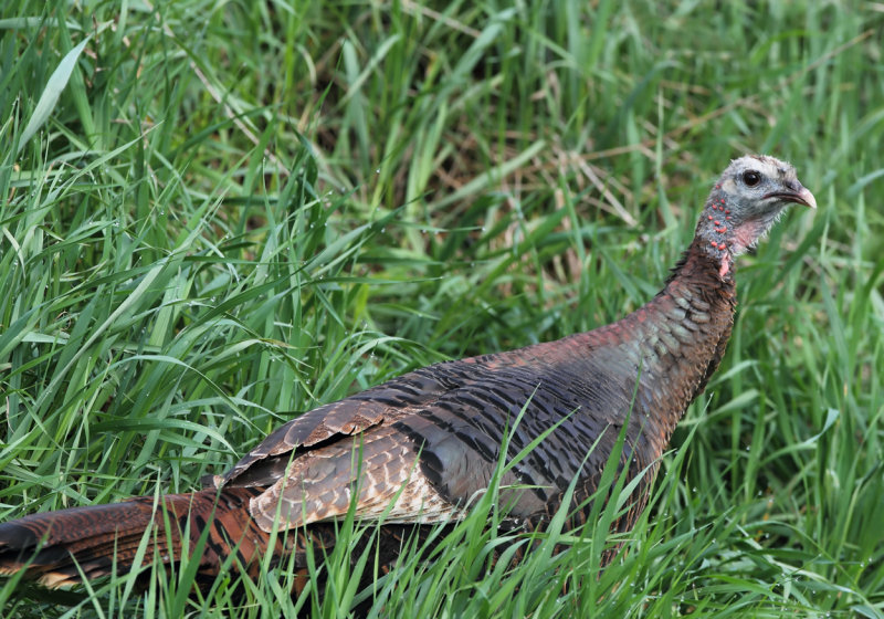 Hen in the grass copy.jpg