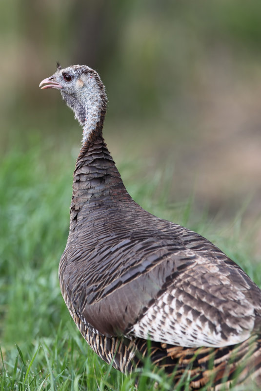 Hen standing copy.jpg
