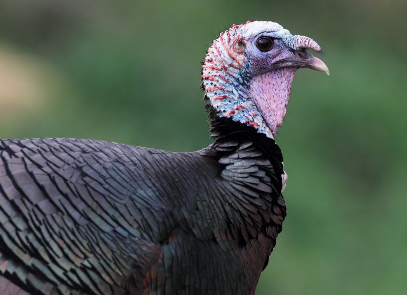 Wild Turkey portrait III copy.jpg