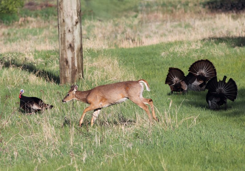 Buck and Toms copy.jpg