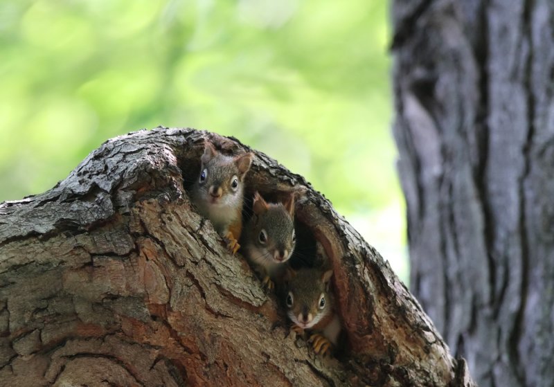 Baby Red Squirrel family copy.jpg