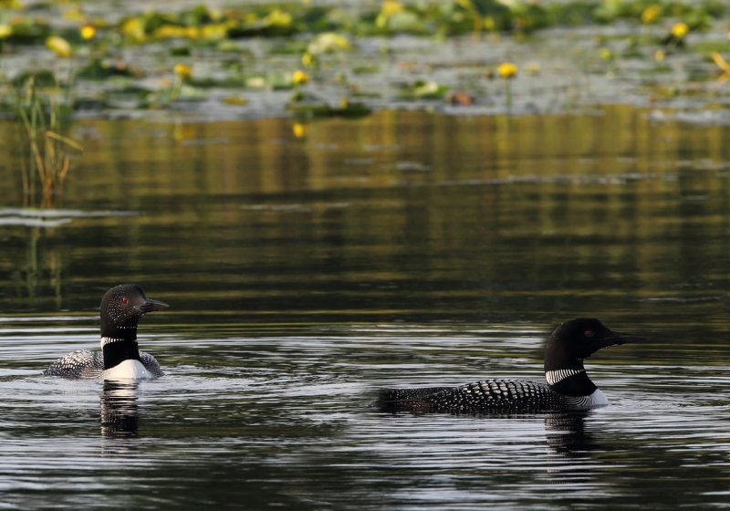 Loons and Lily Pads copy.jpg
