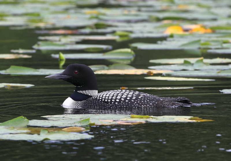 Loon in the lily pads copy.jpg