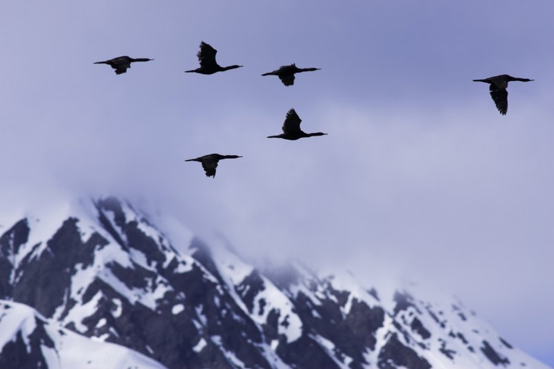 Cormorants over Hubbard Glacier.jpg