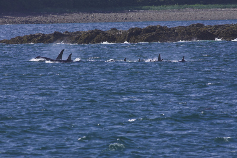 Orca pod heading out to sea.jpg