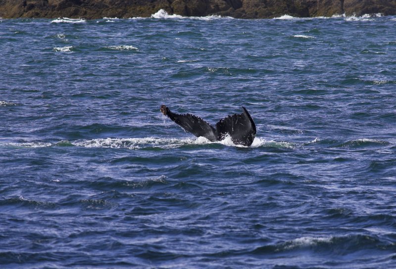 Humpback Fluke.jpg