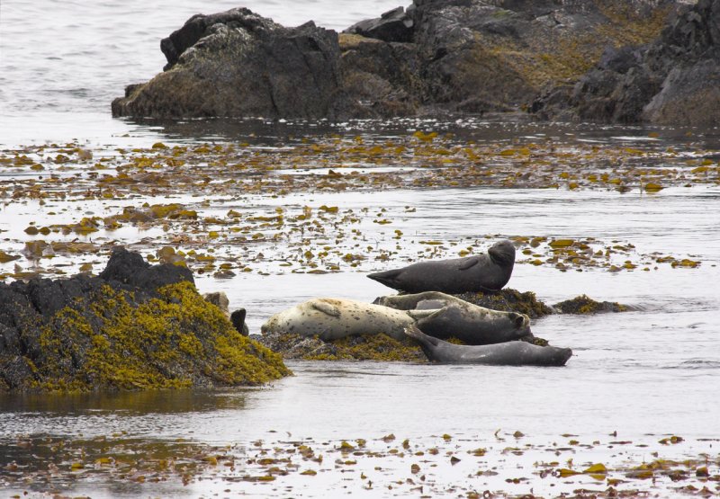 Harbor Seals.jpg