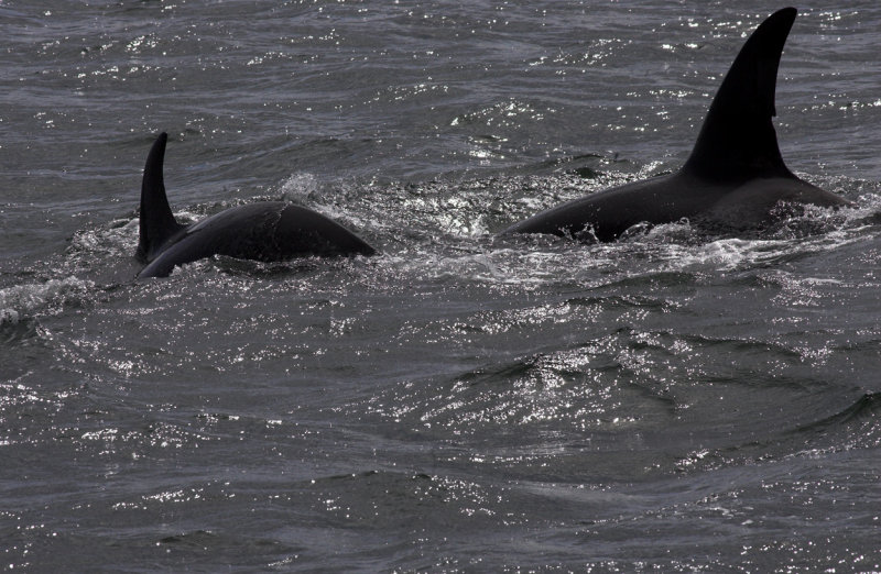 Orca pair 2.jpg